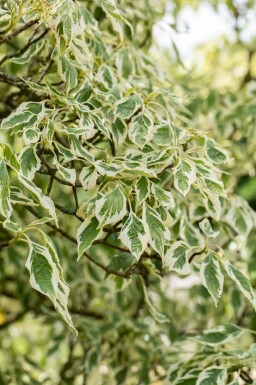 Cornus controversa 'Variegata' mehrstämmig 200-250