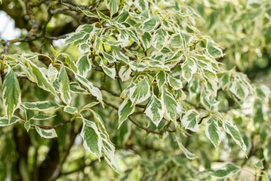 Cornus controversa 'Variegata' mehrstämmig 200-250