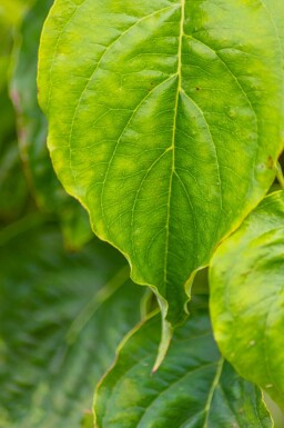 Cornus florida