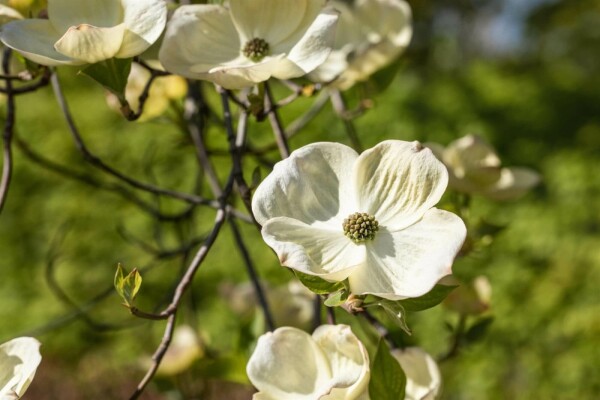 Cornus florida