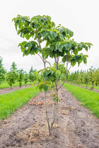 Cornus florida mehrstämmig 250-300