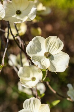 Cornus florida mehrstämmig 250-300