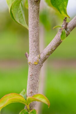 Cornus florida mehrstämmig 250-300