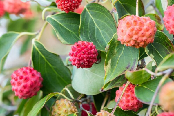 Cornus kousa