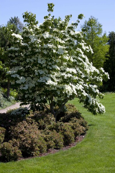 Cornus kousa hochstamm 16/18