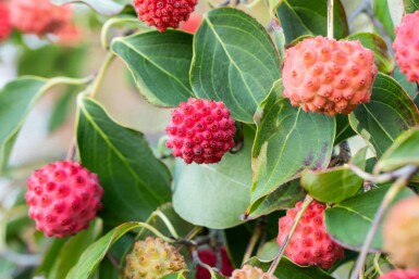 Cornus kousa hochstamm