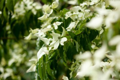 Cornus kousa hochstamm 16/18