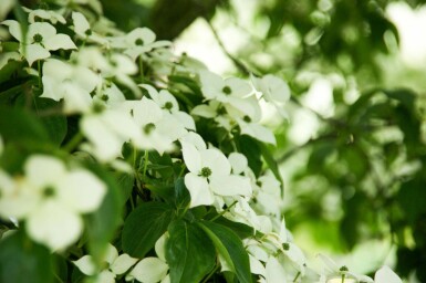 Cornus kousa hochstamm 16/18