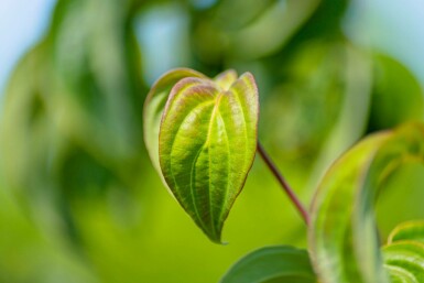 Cornus kousa hochstamm 16/18