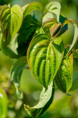 Cornus kousa hochstamm 16/18