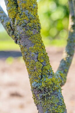 Cornus kousa hochstamm 16/18