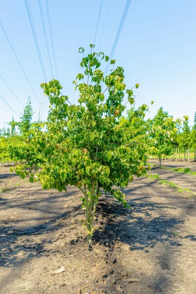 Cornus kousa mehrstämmig 200-250