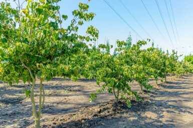 Cornus kousa mehrstämmig