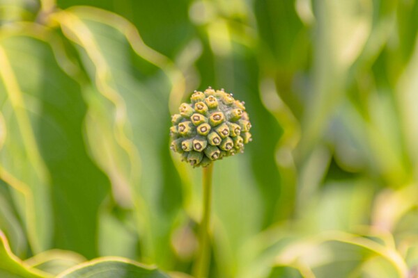 Cornus kousa 'Milky Way'