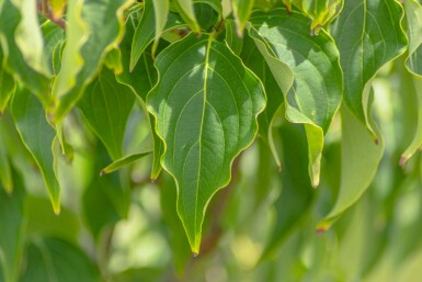 Cornus kousa 'Milky Way' mehrstämmig 200-250