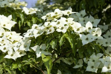 Cornus kousa 'Milky Way' mehrstämmig 200-250