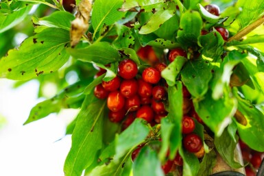 Cornus mas