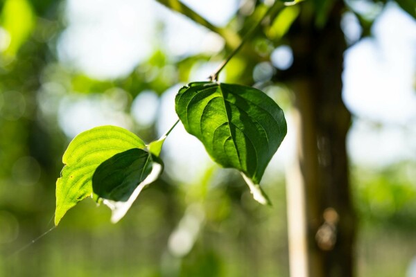 Cornus mas