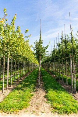 Cornus mas hochstamm 4/6