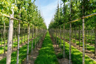 Cornus mas hochstamm 4/6