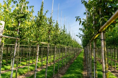 Cornus mas hochstamm 4/6