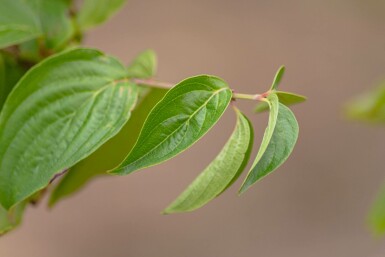 Cornus mas hochstamm 4/6