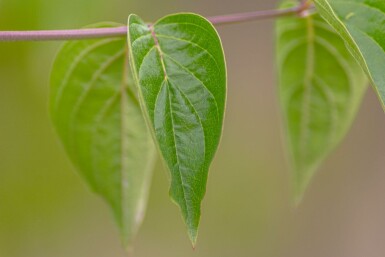 Cornus mas hochstamm 4/6