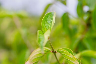 Cornus mas hochstamm 4/6