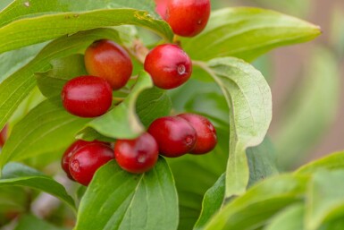 Cornus mas hochstamm 4/6