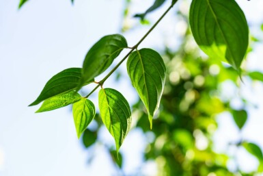 Cornus mas hochstamm 4/6