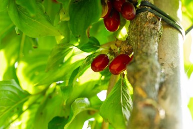 Cornus mas hochstamm 4/6