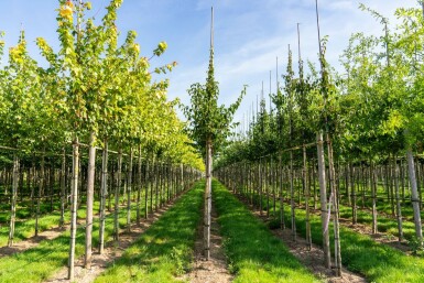 Cornus mas hochstamm 4/6