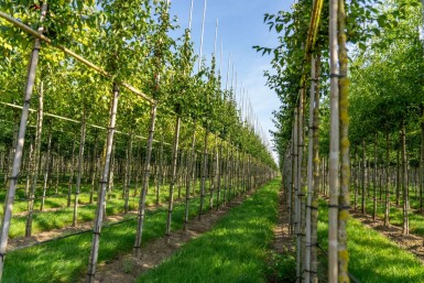 Cornus mas hochstamm 4/6