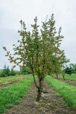 Cornus mas mehrstämmig