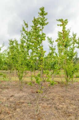 Cornus mas mehrstämmig