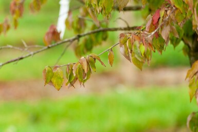 Cornus mas mehrstämmig 200-250