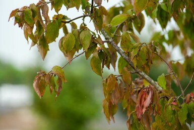 Cornus mas mehrstämmig 200-250