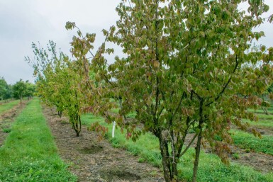 Cornus mas mehrstämmig 200-250