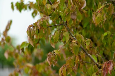 Cornus mas mehrstämmig 200-250