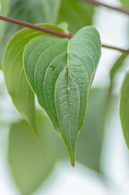 Cornus officinalis