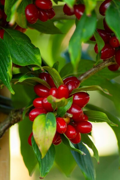 Cornus officinalis