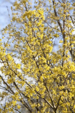 Cornus officinalis mehrstämmig