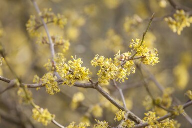 Cornus officinalis mehrstämmig 200-250