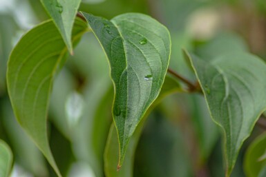 Cornus officinalis mehrstämmig 200-250