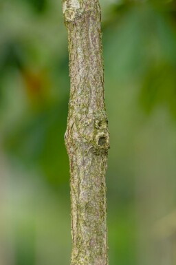 Cornus officinalis mehrstämmig 200-250