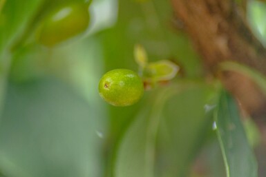 Cornus officinalis mehrstämmig 200-250