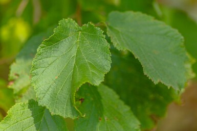 Corylus avellana