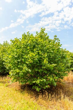 Corylus avellana mehrstämmig