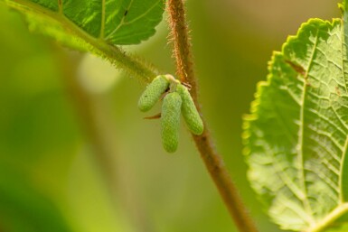 Corylus avellana mehrstämmig 200-250