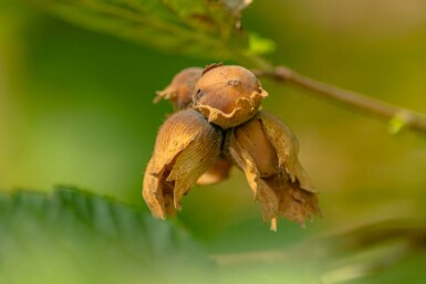 Corylus avellana mehrstämmig 200-250